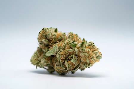 Medicinal marijuana bud on white background, therapeutic and healing effects of cannabis, the advantages of using cannabis for treatmentの写真素材