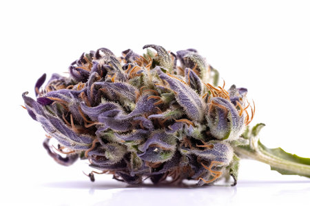 Therapeutic and medicinal cannabis bud on a plain white backdrop.の写真素材