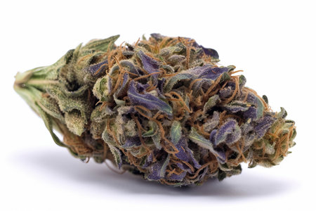 medical marijuana bud, the advantages of using cannabis for therapy.の写真素材