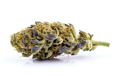 Cannabis for therapeutic and medicinal purposes depicted by a white background marijuana flower.の写真素材