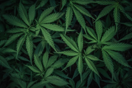 Marijuana Background weed plant with Bud and Leaves, Texture of Marijuana Plants at Indoor Cannabis Farm. Cannabis Plants Growing outdoor with Big Marijuana Budsの素材