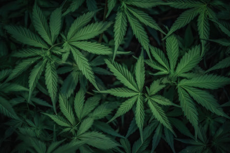 Marijuana Background weed plant with Bud and Leaves, Texture of Marijuana Plants at Indoor Cannabis Farm. Cannabis Plants Growing outdoor with Big Marijuana Budsの素材
