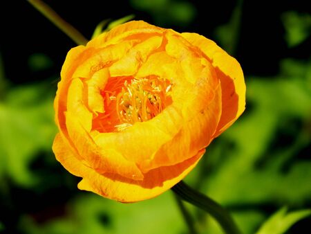 Yellow decorative garden poppy close up on a green blurred backgroundの写真素材