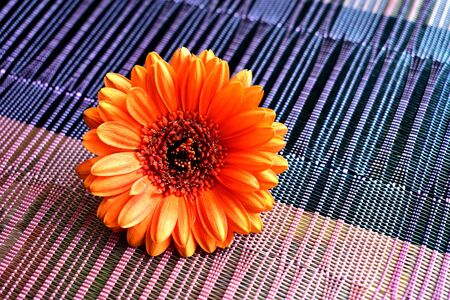 Orange flower gerberas on a brown background close-upの写真素材