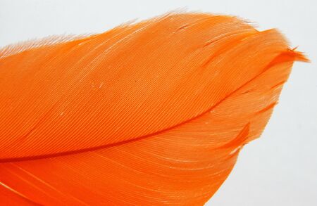 Part of an orange bird feather close upの写真素材