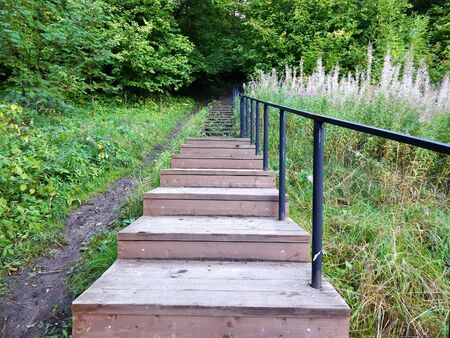Wooden stairs up in the Park, green foliage and grass.の写真素材