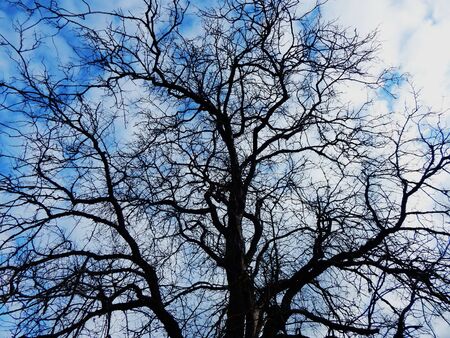 The silhouette of a black tree against a blue sky and clouds, branches without leaves.の写真素材