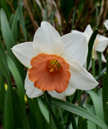 White daffodil flower close up on a background of green grassの写真素材