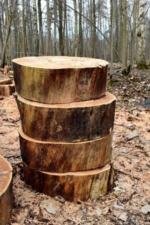 Four parts of a sawn tree trunk without bark in the Parkの写真素材