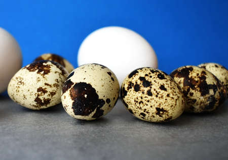 Quail eggs and chicken on a blue-gray backgroundの写真素材