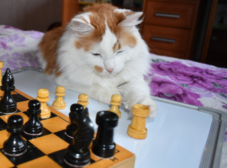 Red cat is lying on the bed and playing chessの写真素材