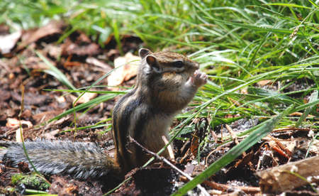 Chipmunk eatの写真素材