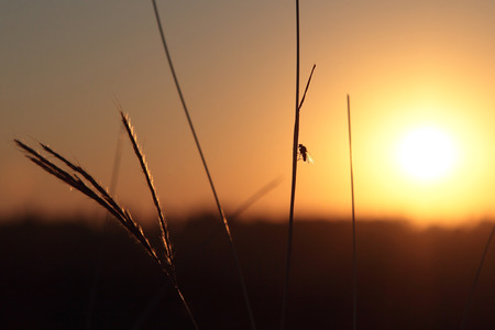 Fly on the grass with sun on backgroundの写真素材