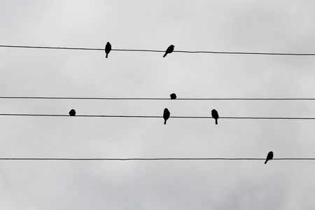 Silhouettes of sparrows on electric wires looking like musical notesの写真素材