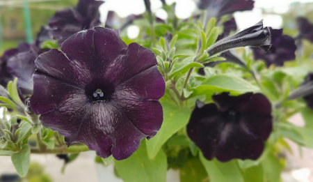 Colorful and bright spring flowers in botanical gardenの写真素材