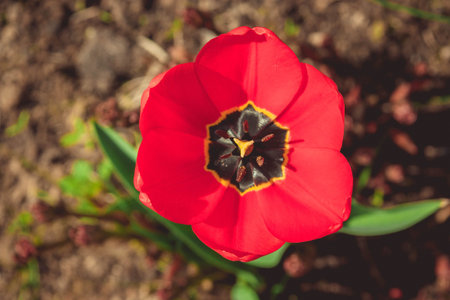 Red flower. Tulipの写真素材