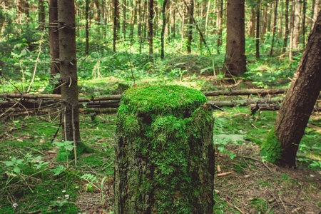 Old stump with moss in the forestの写真素材