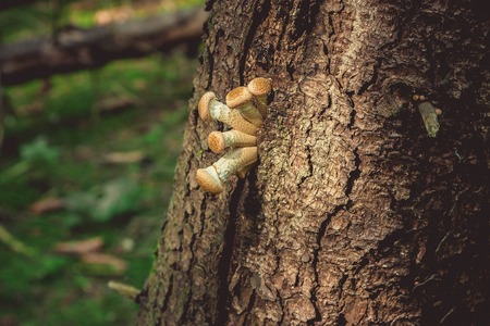 Mushroom on the treeの写真素材