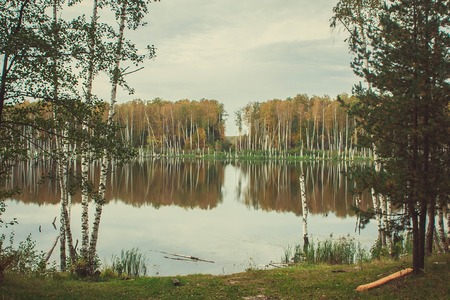 Birch tree and clouds reflection in lakeの写真素材
