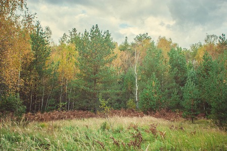 Autumn forestの写真素材