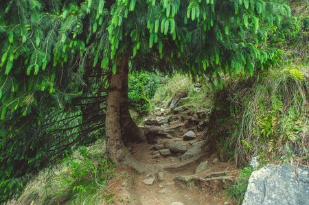 A path uphill under the branches of a pine treeの写真素材