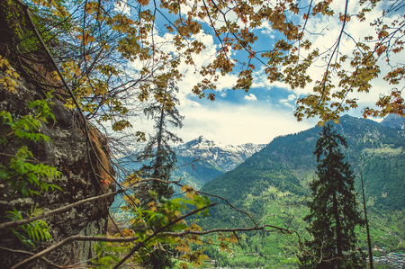 In the front tree with yellow leaf, two pines on background blue sky with clouds and Himalayan mountansの写真素材