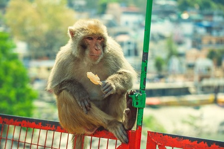 Macaca eating ice cream on the bridge over the Ganges Riverの写真素材