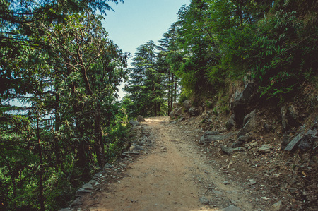 A path uphill through a pine forest in Dharamsalaの写真素材