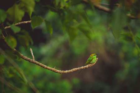 small green tropical bird sits on a branchの写真素材