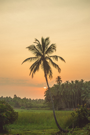 Palm tree on the background of a field with green grass on a sunset background.の写真素材