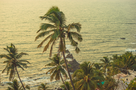 Palm trees in the rays of the sunset in the background beach and the Arabian Seaの写真素材