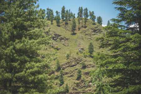Pine forest on the slope of the Himalayan mountains against the blue sky