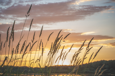 Grass with spikelets on the bank of the river Oka during sunset.の写真素材
