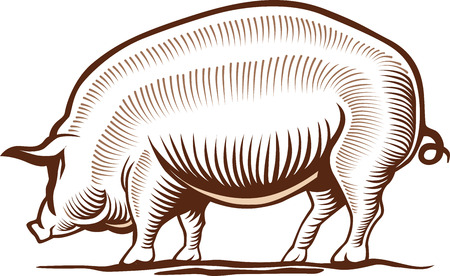 pig, pork, hand drawingのイラスト素材