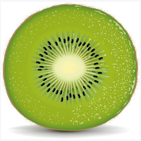 fresh kiwi sliceのイラスト素材