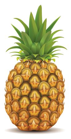 Big Fresh Pineapple Isolated on Whiteのイラスト素材