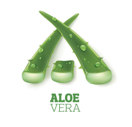Aloe vera plant  parts created letter Aのイラスト素材