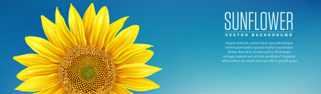 Beautiful yellow Sunflower on blue background - vectorのイラスト素材
