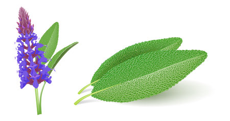 Sage (Salvia officinalis) flower and leaves isolated on white backgroundのイラスト素材