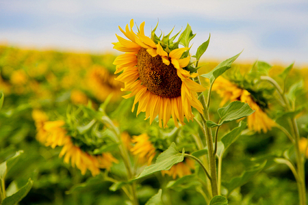 Sunflower field on a hot summerの写真素材