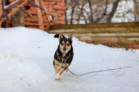 Running dog on a leashの写真素材