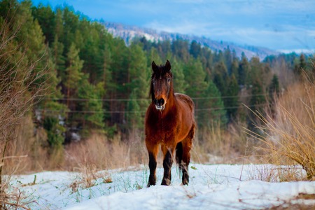 horse in the snow
Horse in the mountainsの写真素材