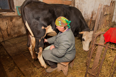 woman is milking a cow in dairy-farmの写真素材