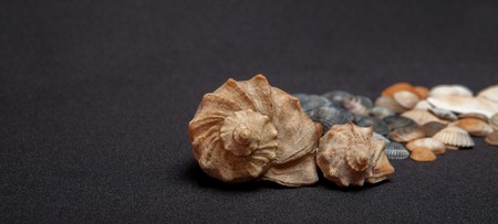 two seashell isolated on black background, place for textの写真素材