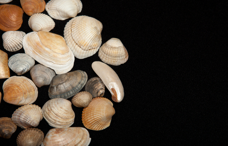 Set of sea shells on a black background, place for textの写真素材
