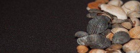 Set of sea shells on a black background, place for text.の写真素材