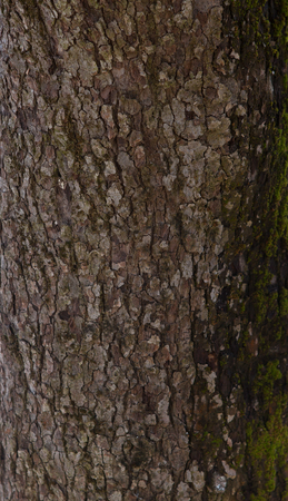 dry tree bark texture background, dry tree bark textureの写真素材