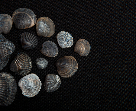 Set of sea shells on a black background, place for text.の写真素材