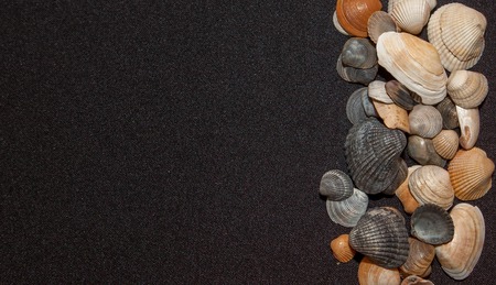 Set of sea shells on a black background, place for text.の写真素材