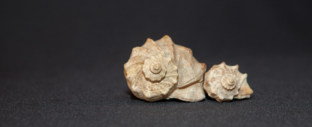 two seashell isolated on black background, place for text.の写真素材